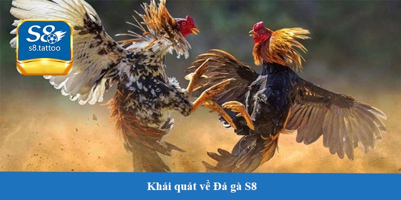 Khái quát về Đá gà S8 - Nền tảng của thể thao gà chọi hiện đại