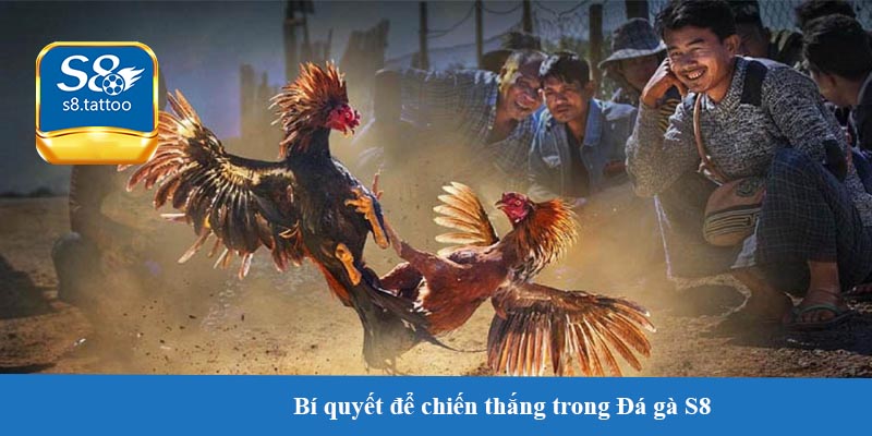 Bí quyết để chiến thắng trong Đá gà S8 - Tăng cao tỉ lệ thắng cuộc