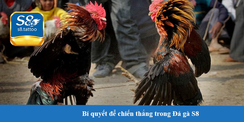 Các luật lệ và quy chuẩn trong Đá gà S8 - Đảm bảo tính công bằng và chuyên nghiệp